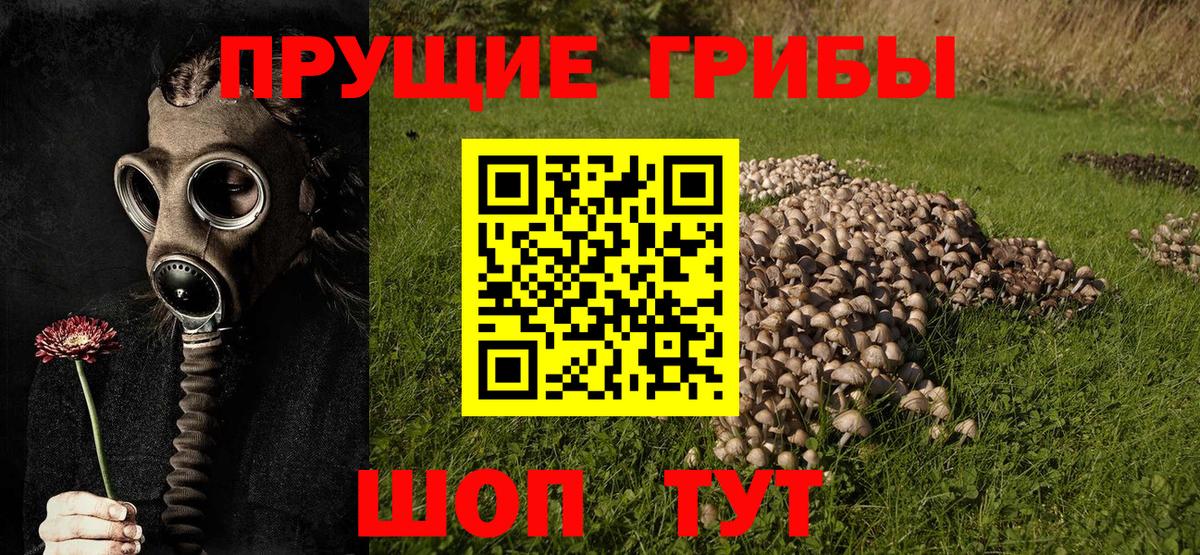 Галлюциногенные грибы Cubensis  Вход с VPN  Озёры 